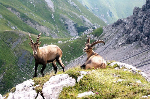 Steenbokken_Rappenspitze.jpg