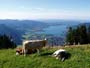 Alpenregion Tegernsee - Schliersee