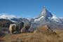 Schwarzhalsziegen Zermatt