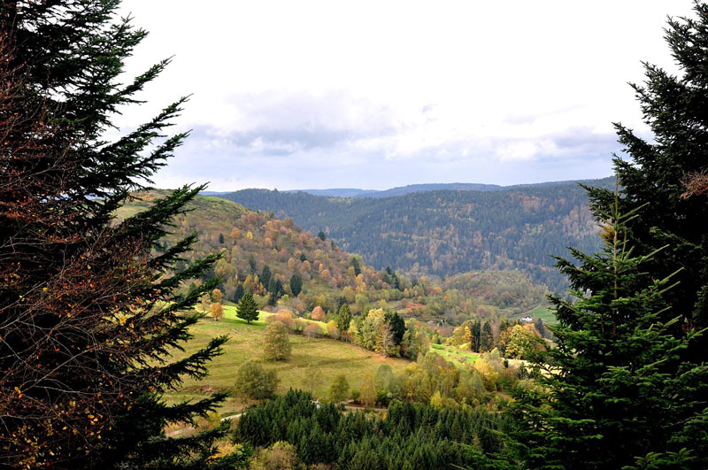 Vosges