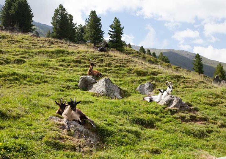 Griess im Sellraintal Juifenalm, Ziegen_Tirol Werbung_Jenewein Markus_Grieß im Sellrain