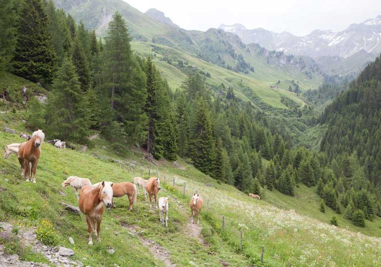 Navis Naviser Almrunde, Haflinger_Tirol Werbung_Jenewein Markus_Navis