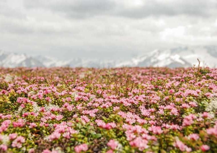 Wipptal Nösslachjoch, Almrosen_Tirol Werbung_Braun Jannis_Gries am Brenner